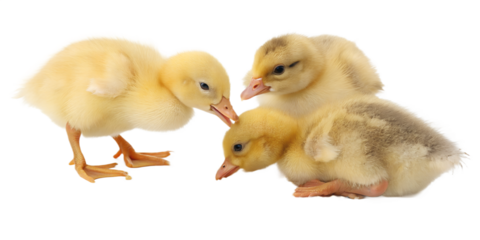 Ultra realistic baby farm animals group, ducklings and chicks eating small grains together, cute but realistic appearance, soft fluffy feathers, gentle natural behavior, tiny beaks pecking grain, smal