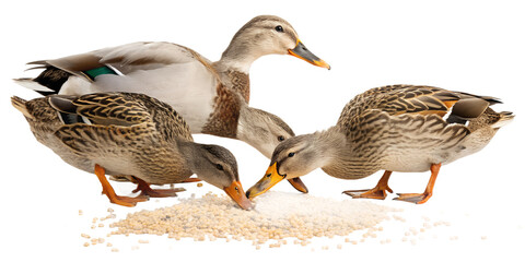 Ultra realistic group of ducks eating grain, several adult ducks pecking food together, calm natural behavior, grain scattered on the ground with small particles in the air, sharp focus, detailed feat