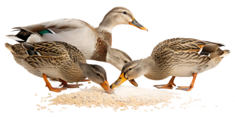 Ultra realistic group of ducks eating grain, several adult ducks pecking food together, calm natural behavior, grain scattered on the ground with small particles in the air, sharp focus, detailed feat