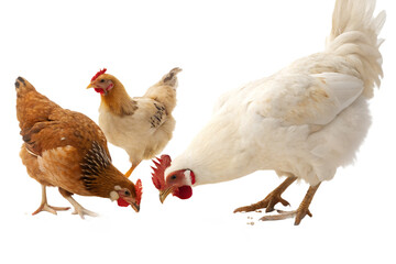 Ultra realistic group of chickens eating grain, several hens and one rooster pecking food on the ground, natural calm behavior, beaks close to grain, small grains scattered and slightly falling, sharp