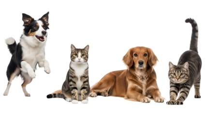 Diverse group of happy domestic pets featuring a jumping Border Collie, two tabby cats, and a relaxed golden retriever, showcasing animal companionship, isolated on transparent background.