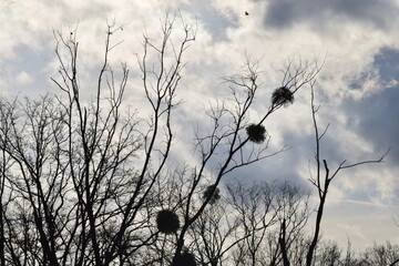 Les branches d'arbres sur fond de ciel d'hiver nuageux