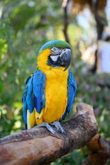 The yellow-and-blue macaw perched on a tree.