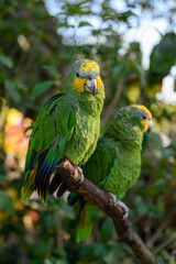 Two yellow-crowned Amazon parrots perched on a branch.
