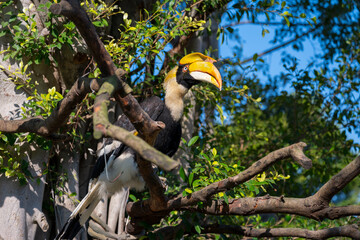 The Great Hornbill stands on a tree.
