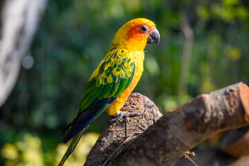 The sun conure stands on a tree.