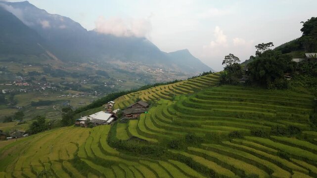 Asia, Vietnam , the famous terraced rice fields for rice production in Muong Hoa Valley , Lao Cai province , Sapa . the rice harvest in September with the iconic green and yellow rice fields 
