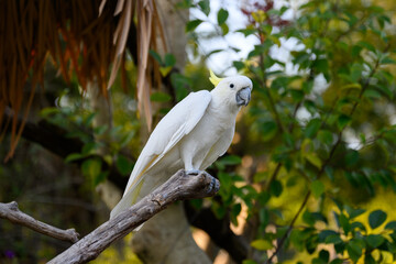 Sunflower cockatoos perched on the tree