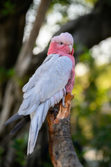 The pink cockatoo stands on a tree.