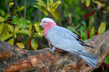 The pink cockatoo stands on a tree.