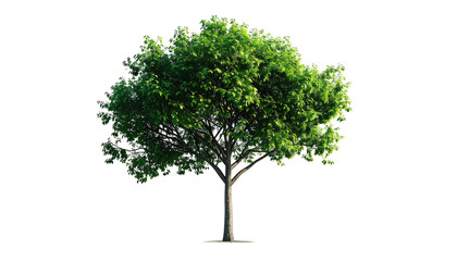 Isolated, detailed rendering of a lush, mature tree with green leaves, cut out from background