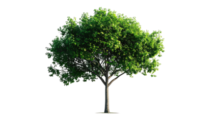 Isolated, detailed rendering of a lush, mature tree with green leaves, cut out from background
