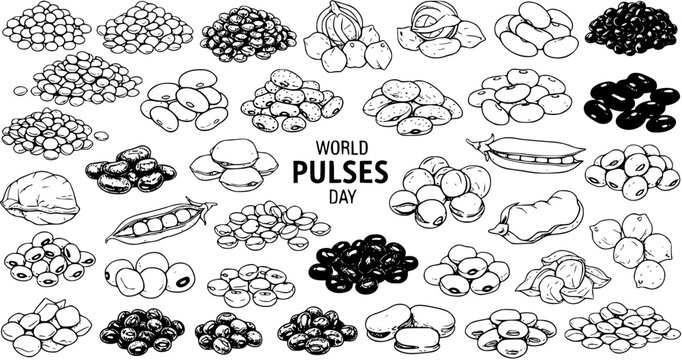 Black and White Line Art Collection of Assorted Pulses and Legumes for World Pulses Day