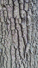 Obraz premium Full-frame close-up of rough, textured bark of an old deciduous tree.