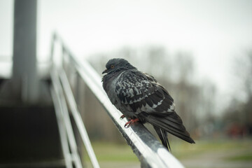 Sick pigeon sitting on a crossbar. Bird on the street. The dove one.