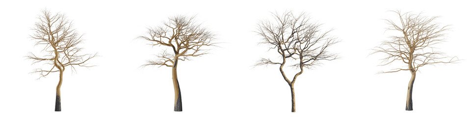 Obraz premium Set For bare trees in a row on white isolated on transparent background
