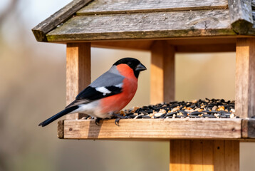 A vibrant male bullfinch perches on a feeding house, enjoying seeds during winter. This image captures wildlife beauty and natural serenity.