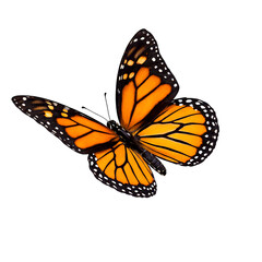 Obraz premium A beautiful monarch butterfly with orange wings and black veins isolated on transparent background