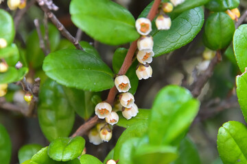 ハマヒサカキの花