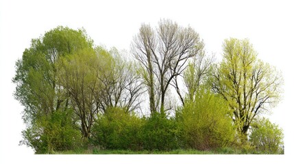 Obraz premium Group of different trees background isolated nature.