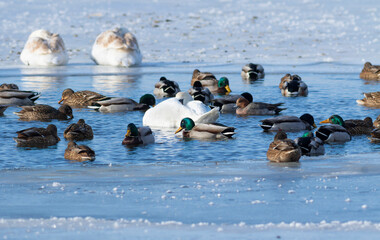 Mallard, Anas platyrhynchos. A flock of birds swims in an ice hole in the middle of a frozen river