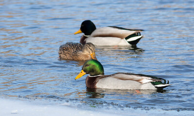Obraz premium Mallard, Anas platyrhynchos. Birds swim in a small lake in the middle of a frozen river