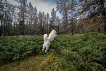 Fototapeta premium A large white dog hunts on a small juniper meadow in the Altai mountains, home to rodents. Surrounded by a coniferous forest shedding needles, the dog leaps into dense green vegetation.