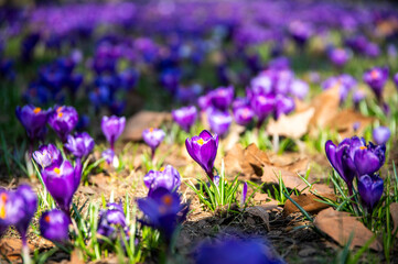 Beautiful purple crocuses blooming in spring in a park in Szczecin, Poland.