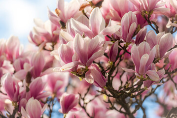 Obraz premium Beautiful pink magnolias blooming in the garden in spring.