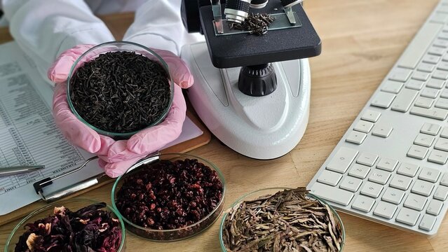 Researcher examines types of tea leaves under microscope in lab