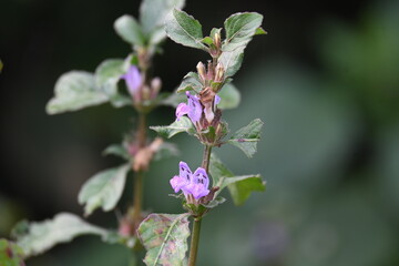 Clinopodium acinos plants with flowers. Its common name is&nbsp;Acinos arvensis,&nbsp;basil thyme&nbsp;and&nbsp;spring savory. This is a species of&nbsp;flowering plant&nbsp;in the family&nbsp;Lamiaceae.
