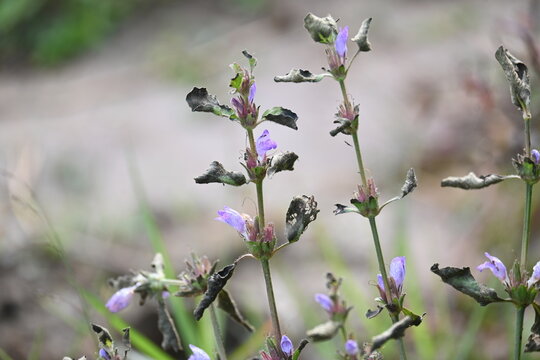 Clinopodium acinos plants with flowers. Its common name is&nbsp;Acinos arvensis,&nbsp;basil thyme&nbsp;and&nbsp;spring savory. This is a species of&nbsp;flowering plant&nbsp;in the family&nbsp;Lamiaceae.
