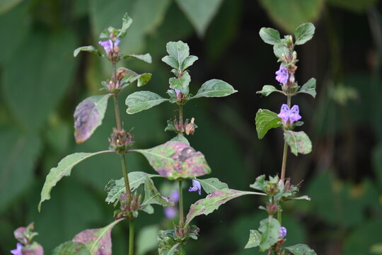 Clinopodium acinos plants with flowers. Its common name is&nbsp;Acinos arvensis,&nbsp;basil thyme&nbsp;and&nbsp;spring savory. This is a species of&nbsp;flowering plant&nbsp;in the family&nbsp;Lamiaceae.
