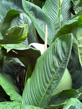 Close Up of Large Tropical Heliconia Leaves with Parallel Veins Hawaii