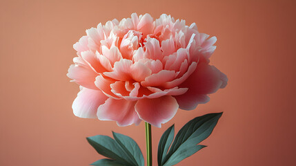 Pink flower blooms against a plain background in a studio setting during daylight