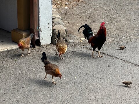 Wild Hawaiian Roosters and Hens Walking on Sandy Ground in Hawaii