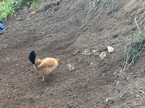 Free Roaming Wild Rooster and Chicks on Rocky Soil in Hawaii