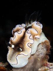 White nudibranch with black markings on coral reef