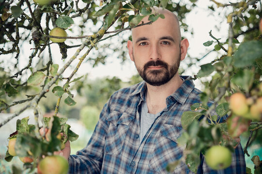 Portrait of man picking organic apple in allotment in London
