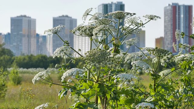 Giant hogweed blooming in a wild field with a modern city skyline background