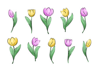 Hand drawn set of tulip flowers. Tulips flower and bud beautiful spring flowers. Vector illustration on a white background.