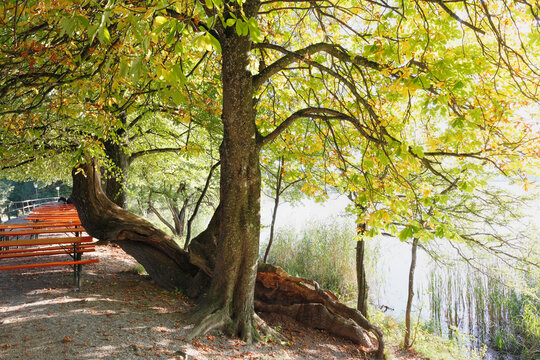 Chestnut tree by Maisinger See lake in F�nfseenland Upper Bavaria outdoors