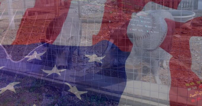 Animation of trading board, graphs over flag of america with baseball and pigs at farm