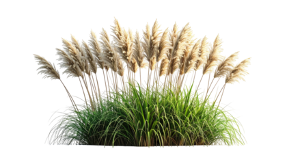 Isolated natural grass arrangement against a stark black background