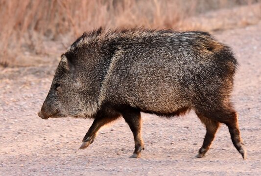 a wild   javelina crossing the road at dusk in winter   on the wildlife loop at the bosque del apache national  wildlife refuge near socorro, new mexico