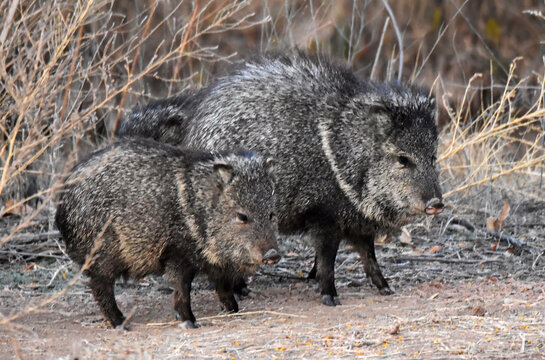 a  mother javelina with her  baby javelina standing by  a roadside at dusk in winter   on the wildlife loop at the bosque del apache national  wildlife refuge near socorro, new mexico
