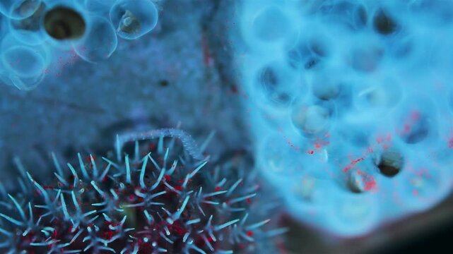 Sea worm under a microscope. Moves among the mollusca eggs. Under ultraviolet light. White Sea