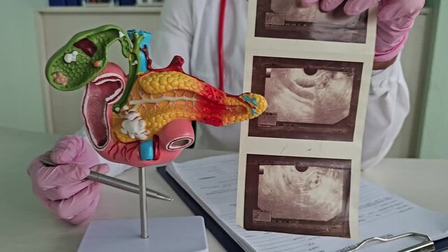 Anatomical model of the pancreas, duodenum, and spleen, and ultrasound. Abdominal ultrasound concept