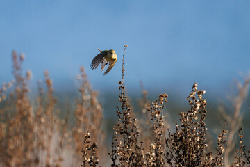 Mosquitero com&uacute;n iniciando el vuelo desde una rama seca en el pantano, Beniarres, Espa&ntilde;a