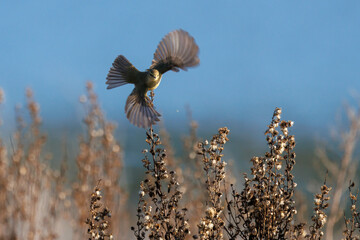 Mosquitero comun alzando el vuelo en el entorno del pantano, Beniarres, Espa&ntilde;a